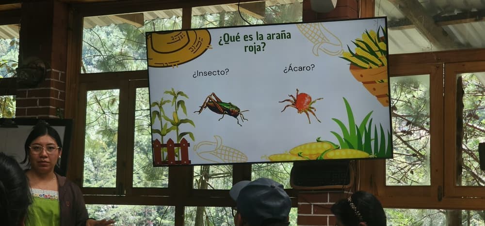 Material informativo del taller, explicando la diferencia entre un insecto y un ácaro