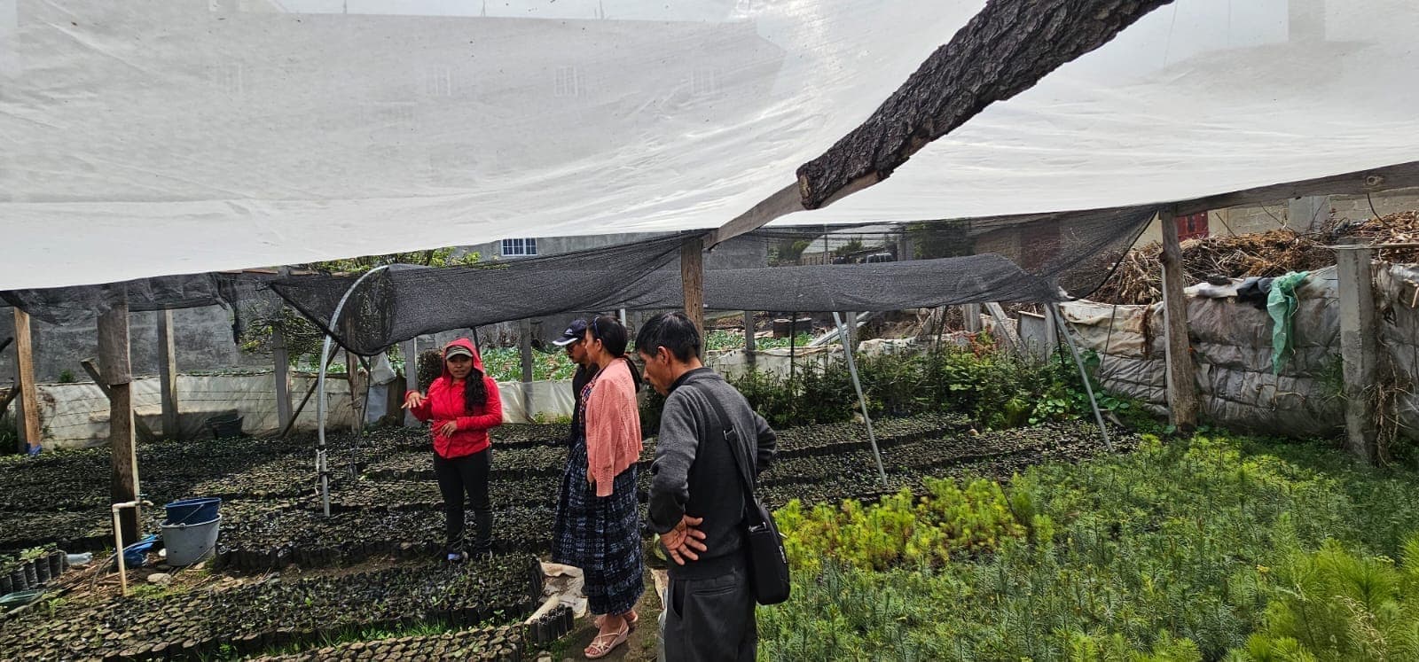 Vivero forestal con plántulas de árboles nativos bajo malla sombra